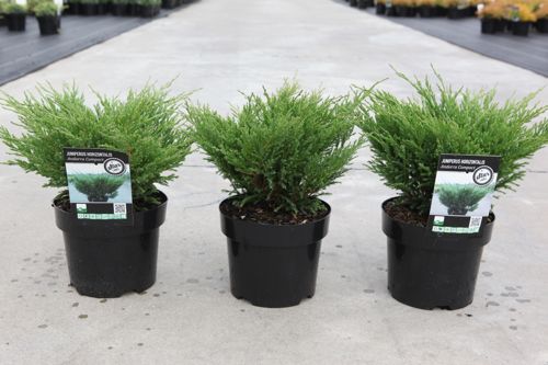 [P] Juniperus horizontalis 'Andorra Compact' cont. 3L 30/+ cm +B