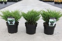 Juniperus horizontalis 'Andorra Compact' cont. 3L 30/+ cm +p