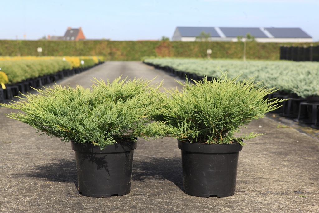 Juniperus horizontalis 'Andorra Compact' cont. 7,5L 50-60 cm