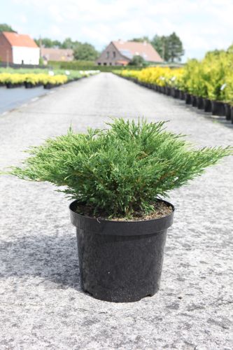 [P] Juniperus horizontalis 'Andorra Compact' cont. 7,5L 50-60 cm