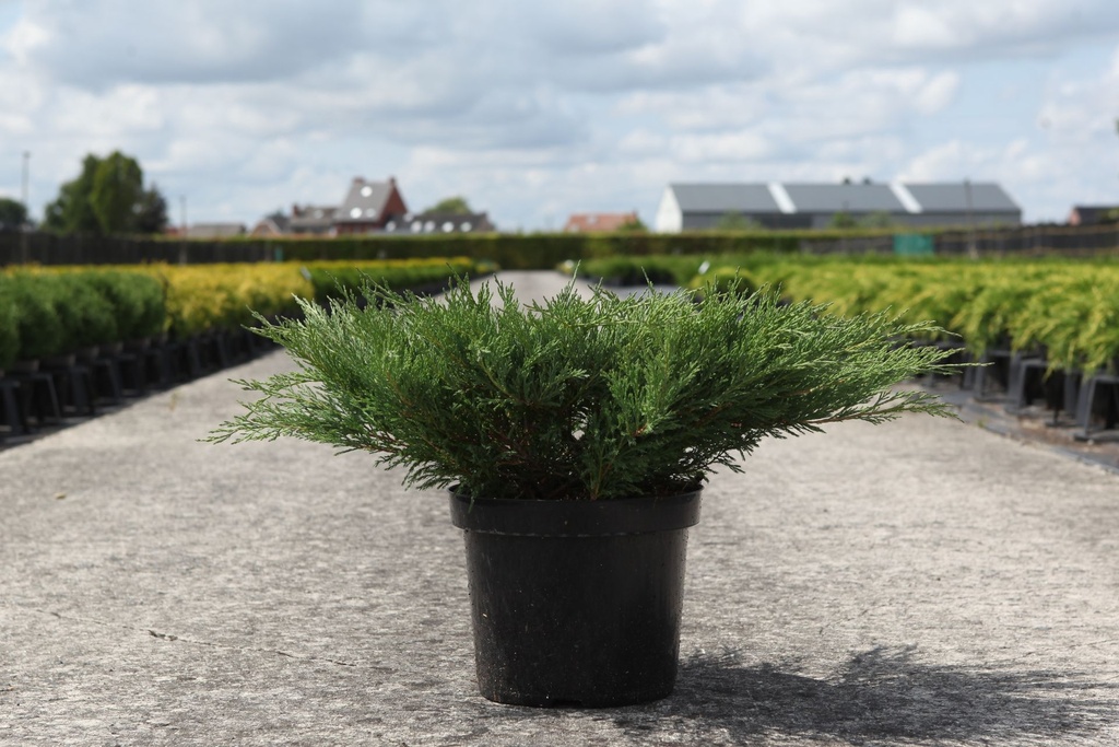 Juniperus horizontalis 'Andorra Compact' cont. 7,5L 50-60 cm