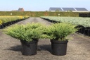 Juniperus horizontalis 'Andorra Compact' cont. 7,5L 50-60 cm