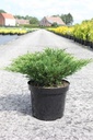 Juniperus horizontalis 'Andorra Compact' cont. 7,5L 50-60 cm