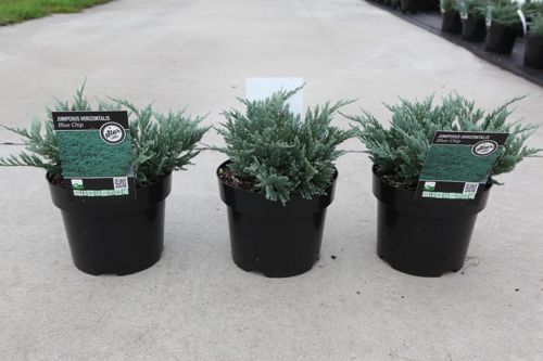 Juniperus horizontalis 'Blue Chip' cont. 3L 25-30 cm +B