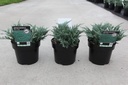Juniperus horizontalis 'Blue Chip' cont. 3L 25-30 cm +B