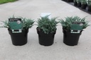 Juniperus horizontalis 'Blue Chip' cont. 3L 25-30 cm +p