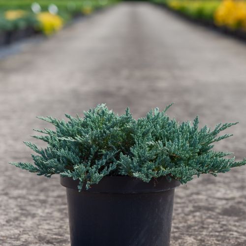 Juniperus horizontalis 'Blue Chip' cont. 7,5L 40/+ cm