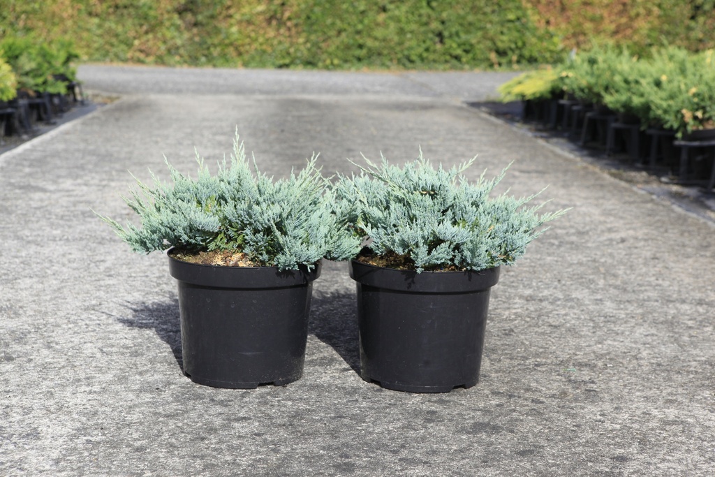 Juniperus horizontalis 'Blue Chip' cont. 7,5L 40/+ cm