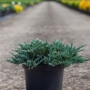 Juniperus horizontalis 'Blue Chip' cont. 7,5L 40/+ cm
