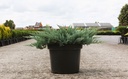 Juniperus horizontalis 'Blue Chip' cont. 7,5L 40/+ cm