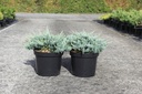 Juniperus horizontalis 'Blue Chip' cont. 7,5L 40/+ cm