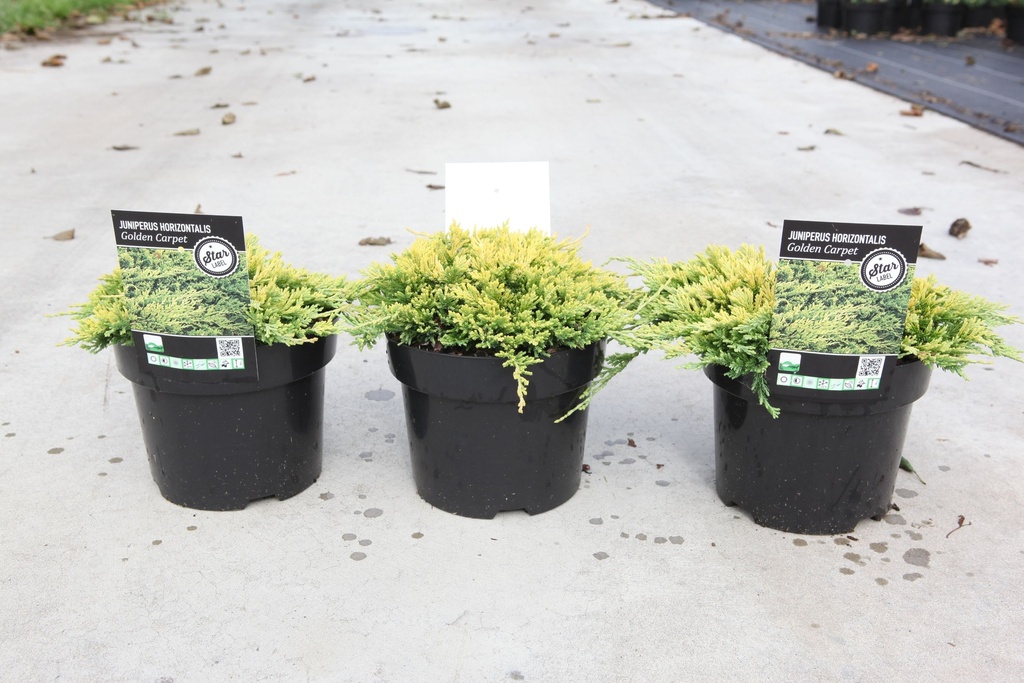 Juniperus horizontalis 'Golden Carpet' cont. 3L 25-30 cm +ф