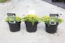 Juniperus horizontalis 'Golden Carpet' cont. 3L 25-30 cm +p