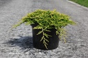Juniperus horizontalis 'Golden Carpet' cont. 7,5L 40-50 cm