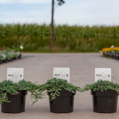 Juniperus horizontalis ICEE BLUE (PBR) cont. 2L 20-25 cm +B