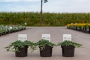 Juniperus horizontalis ICEE BLUE (PBR) cont. 2L 20-25 cm +f