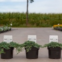 Juniperus horizontalis ICEE BLUE (PBR) cont. 2L 20-25 cm +p