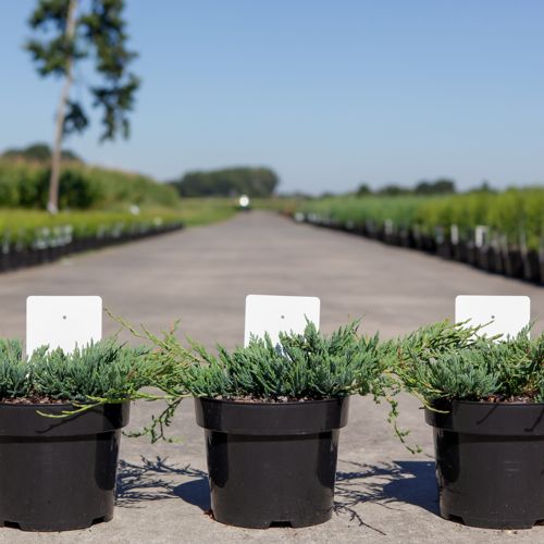 [P] Juniperus horizontalis 'Jade River' cont. 3L 30/+ cm +ф