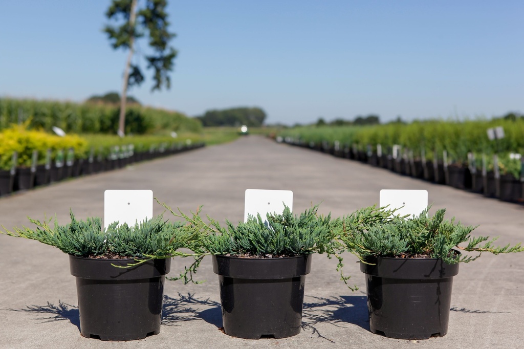 Juniperus horizontalis 'Jade River' cont. 3L 30/+ cm +ф