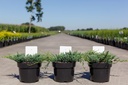 Juniperus horizontalis 'Jade River' cont. 3L 30/+ cm +ф