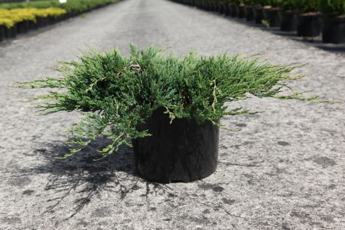 [P] Juniperus horizontalis 'Jade River' cont. 7,5L 40-50 cm