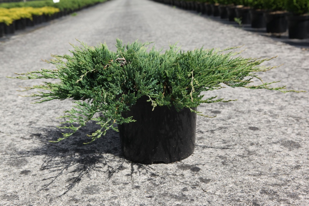 Juniperus horizontalis 'Jade River' cont. 7,5L 40-50 cm