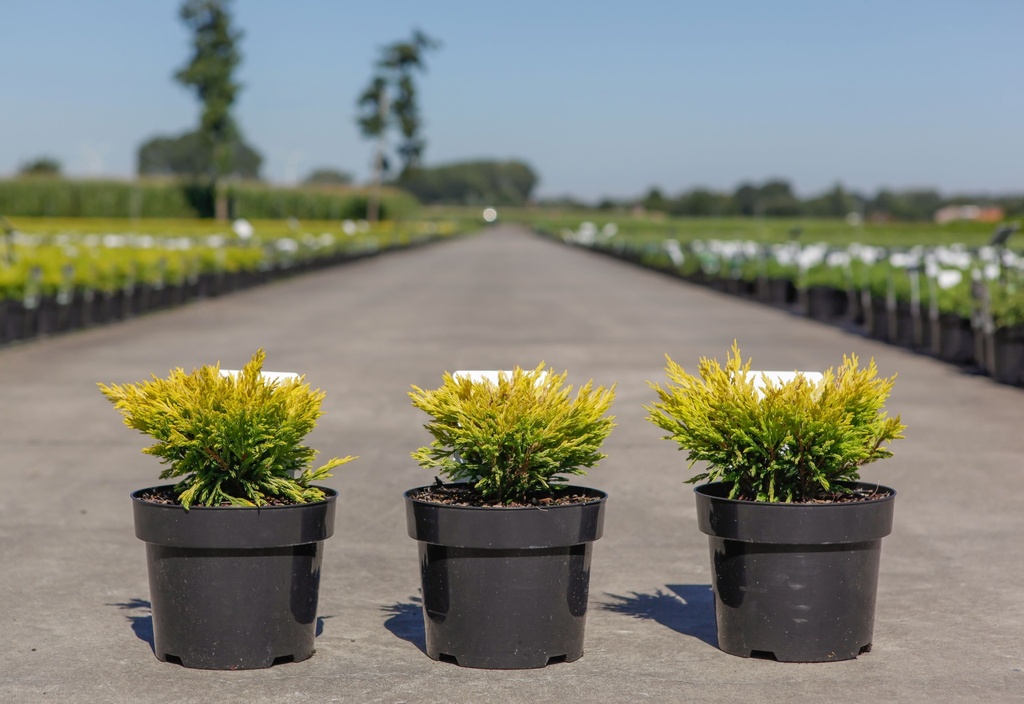 [P] Juniperus horizontalis 'Limeglow' cont. 3L 30/+ cm +ф