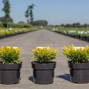 Juniperus horizontalis 'Limeglow' cont. 3L 30/+ cm +B
