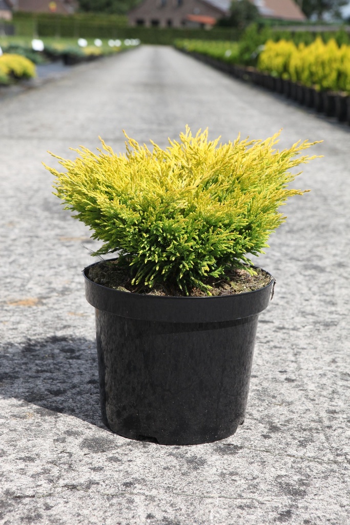 Juniperus horizontalis 'Limeglow' cont. 7,5L 40-50 cm