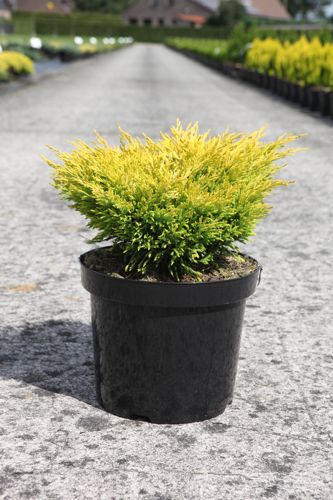 [P] Juniperus horizontalis 'Limeglow' cont. 7,5L 40-50 cm