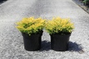 Juniperus horizontalis 'Limeglow' Kont. 7,5L 40-50 cm