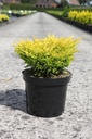 Juniperus horizontalis 'Limeglow' cont. 7,5L 40-50 cm