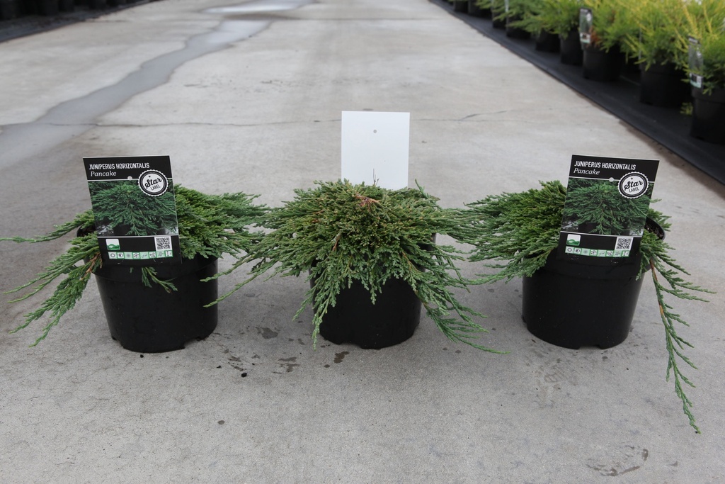 Juniperus horizontalis 'Pancake' cont. 3L 25-30 cm +f