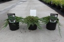 Juniperus horizontalis 'Pancake' cont. 3L 25-30 cm +p