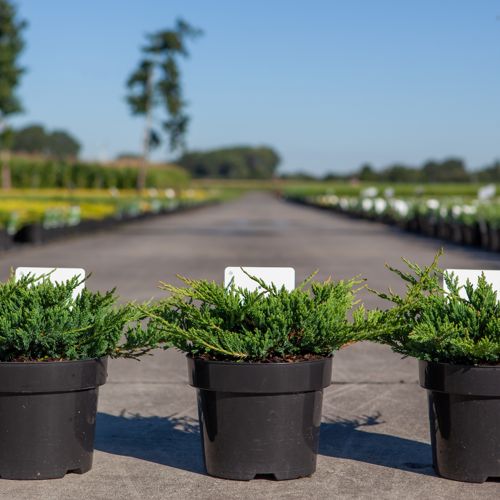 Juniperus horizontalis 'Prince of Wales' cont. 3L 30/+ cm +ф