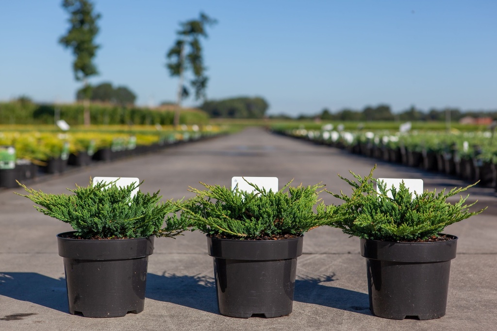 [P] Juniperus horizontalis 'Prince of Wales' cont. 3L 30/+ cm +B