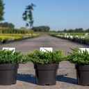 Juniperus horizontalis 'Prince of Wales' cont. 3L 30/+ cm +p
