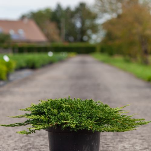 [P] Juniperus horizontalis 'Prince of Wales' cont. 7,5L 40-50 cm
