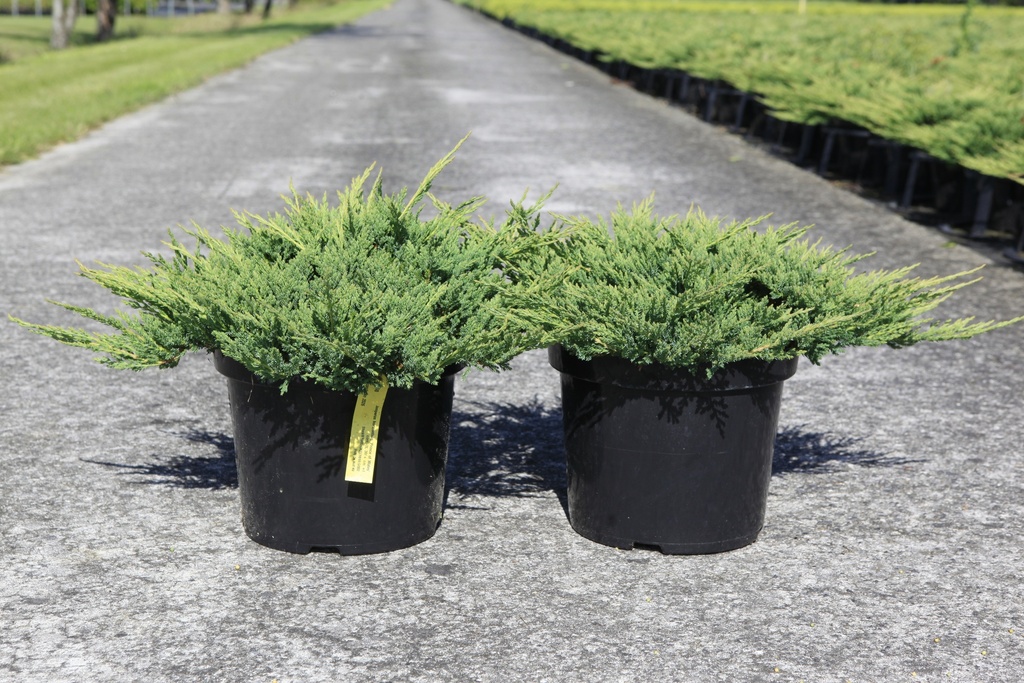 Juniperus horizontalis 'Prince of Wales' cont. 7,5L 40-50 cm