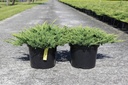 Juniperus horizontalis 'Prince of Wales' cont. 7,5L 40-50 cm
