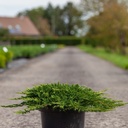 Juniperus horizontalis 'Prince of Wales' cont. 7,5L 40-50 cm