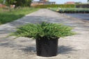 Juniperus horizontalis 'Prince of Wales' cont. 7,5L 40-50 cm