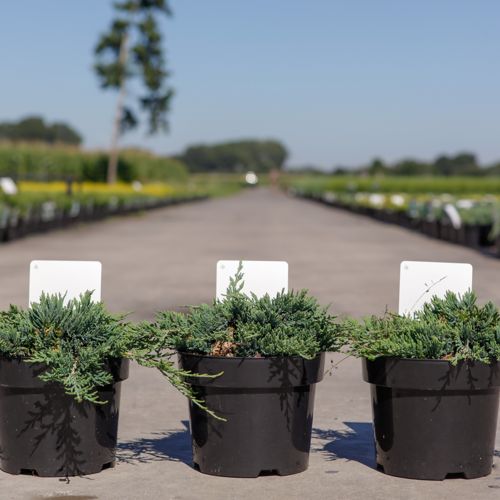 Juniperus horizontalis 'Wiltonii' cont. 3L 30/+ cm +B