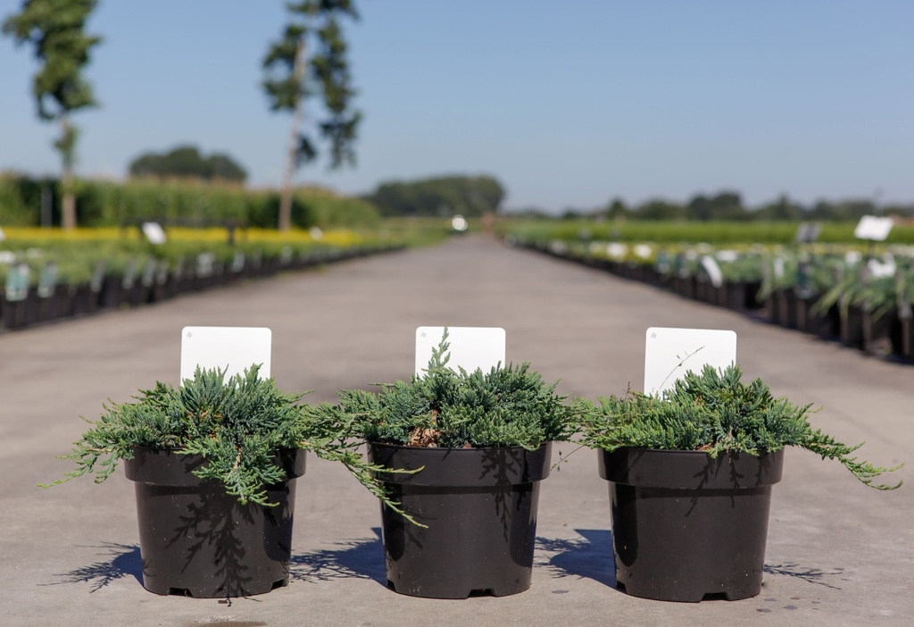 Juniperus horizontalis 'Wiltonii' cont. 3L 30/+ cm +p