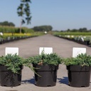 Juniperus horizontalis 'Wiltonii' cont. 3L 30/+ cm +ф