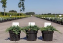 Juniperus horizontalis 'Wiltonii' cont. 3L 30/+ cm +p