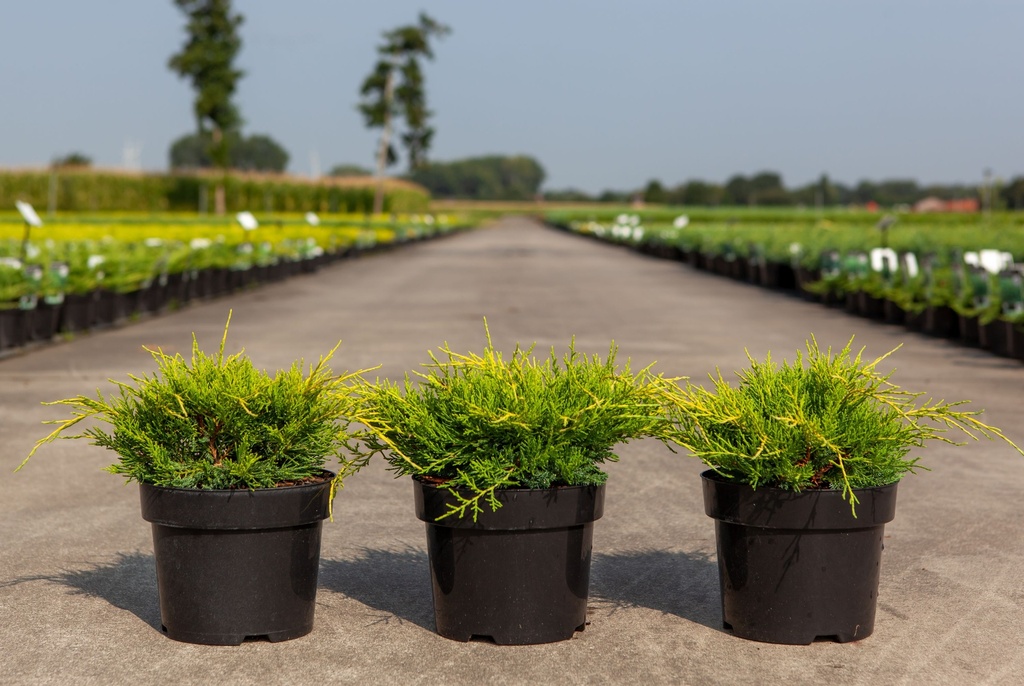 Juniperus pfitzeriana 'Gold Coast' cont. 3L 25-30 cm +ф