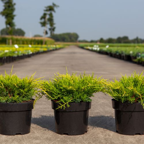Juniperus pfitzeriana 'Gold Coast' cont. 3L 25-30 cm +p