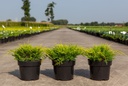 Juniperus pfitzeriana 'Gold Coast' cont. 3L 25-30 cm +ф