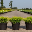 Juniperus pfitzeriana 'Gold Coast' cont. 3L 25-30 cm +p